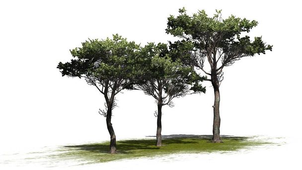 Włoski Stone Pine klastra na zielonej okolicy - na białym tle - Zdjęcie, obraz