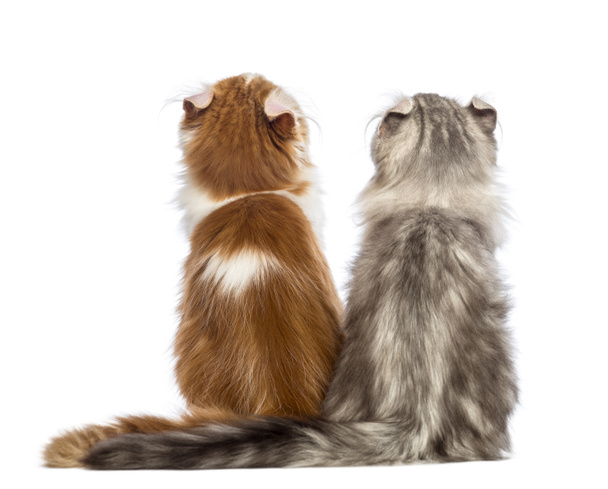 Rear view of two American Curl kittens, 3 months old, sitting and looking up in front of white background - Photo, Image