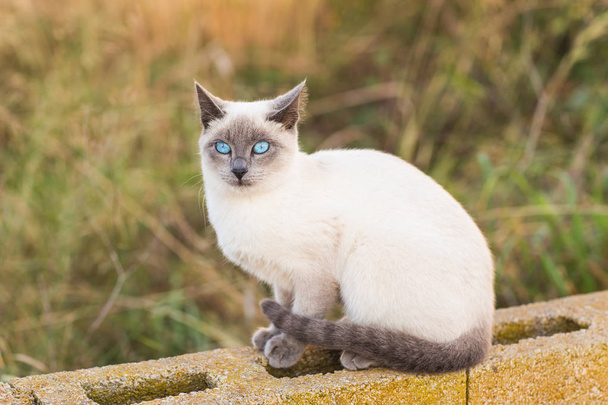 Concepto de mascotas y animales genealógicos - Retrato del gato siamés con ojos azules
 - Foto, Imagen