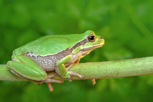 Beautiful Europaean Tree frog Hyla arborea - Stock Image - Photo, Image