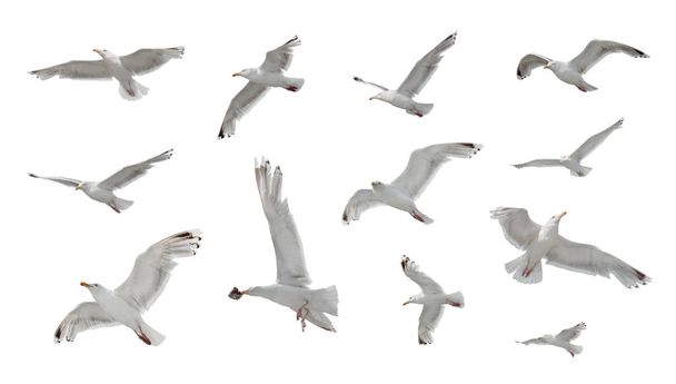 Conjunto de gaivotas em voo isolado sobre fundo branco
 - Foto, Imagem