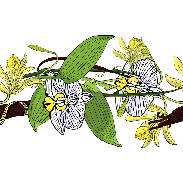 シームレスなブラシ製手描き花飾り、白地に分離されたバニラの蘭の花 - ベクター画像