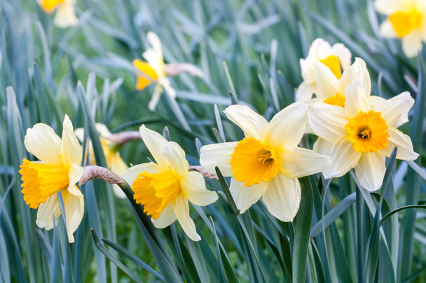 group of daffodils - Photo, Image