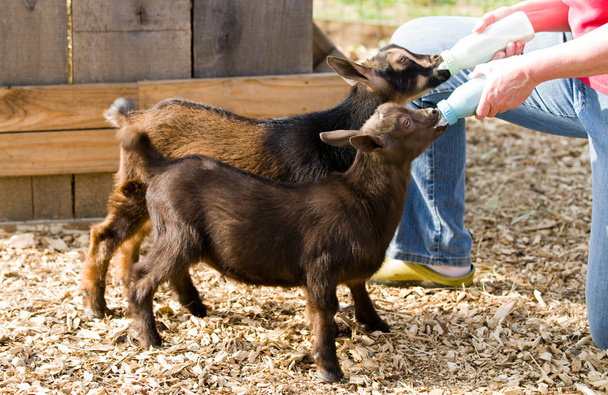 Bottle Feed Goats - Photo, Image