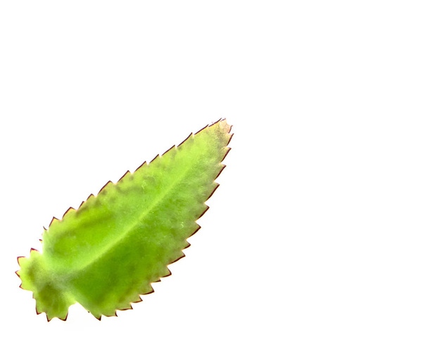 Green leaf isolated on white - Zdjęcie, obraz