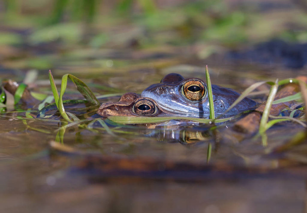 Mating The Moor frog Rana arvalis in Czech Republic - Photo, Image