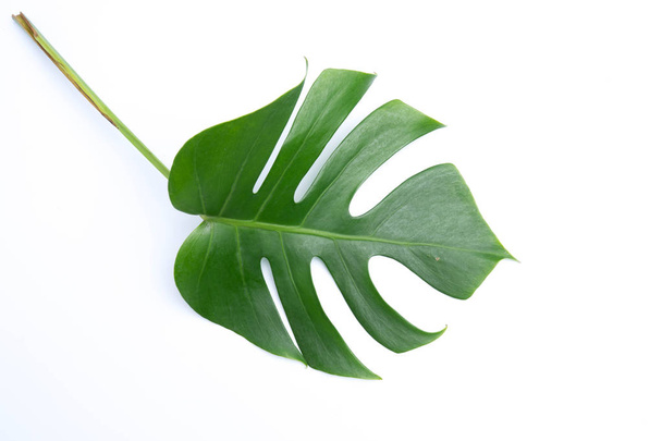 熱帯植物の葉背景白自然概念 - 写真・画像