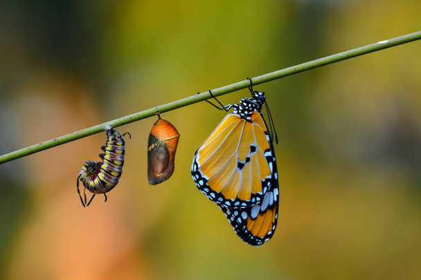 A farm for butterflies, pupae and cocoons are suspended. Concept transformation of Butterfly - Photo, Image