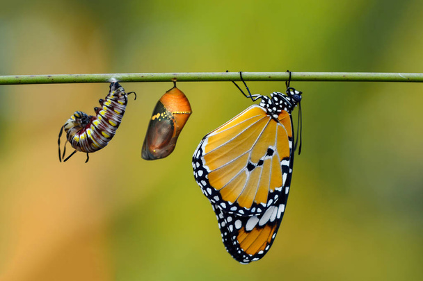 蝶、蛹や繭のファームが中断されます。蝶の概念の変容 - 写真・画像