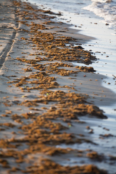 A photography of algae pollution on the beach of Torvaianica, near Rome - Zdjęcie, obraz