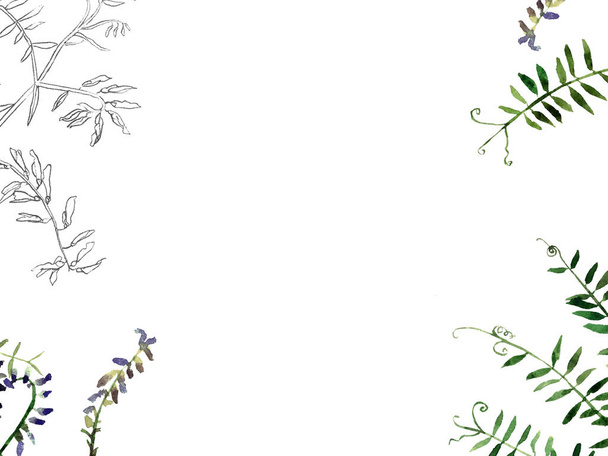 Elegant postcarg and invitation template with watercolor and engraving wild meadow flowers tufted vetch for your design. - Foto, Imagen