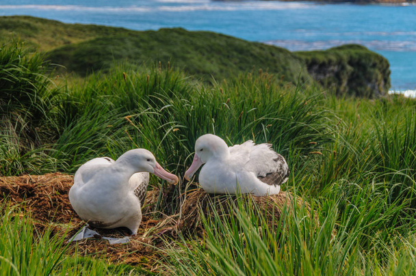 Girovagando Albatross Coppia sul suo nido
 - Foto, immagini
