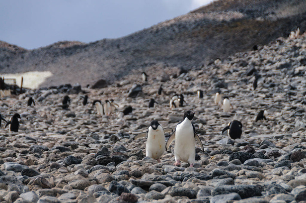 Pinguins Adelie na Ilha Paulet
 - Foto, Imagem