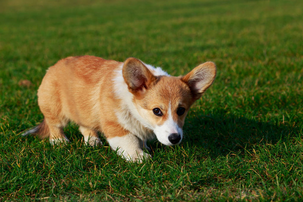 Pequeño cachorro joven raza galés Corgi Pembroke de pie sobre la hierba verde
 - Foto, imagen