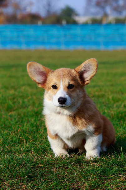 Little young puppy breed Welsh Corgi Pembroke sitting on the green grass - Photo, Image