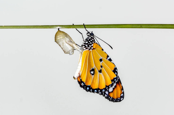 Momento incredibile, Monarca Farfalla, bruco, pupa ed emergente con percorso di ritaglio
 - Foto, immagini