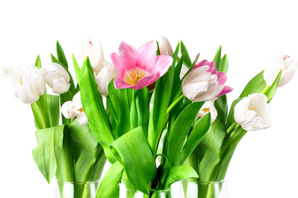 Beautiful tulips on a white background. Isolated - Zdjęcie, obraz