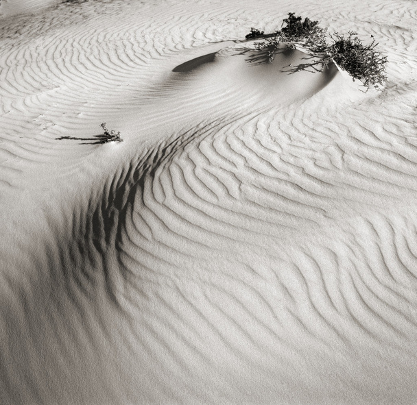 ネゲヴの砂漠の砂丘。イスラエル. - 写真・画像