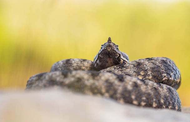 Varón de víbora de nariz larga Vipera ammodytes en Croacia
 - Foto, Imagen