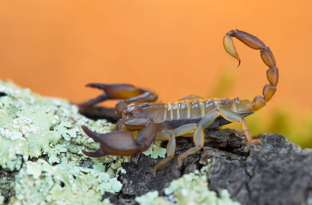 Small harmless Scorpion Euscorpius sp. in Croatia - Photo, Image