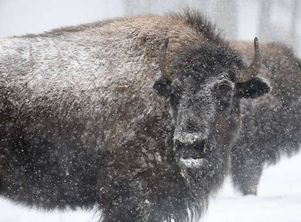 Profil rapproché d'un bison d'Amérique en hiver
 - Photo, image