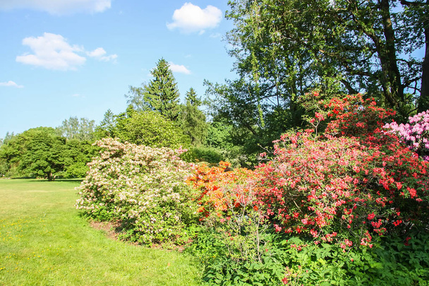 Rhododendron plante parfumé belles fleurs fleurissant dans le parc de printemps. - Photo, image
