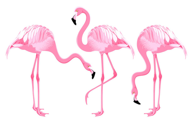 Conjunto de aves exóticas de dibujos animados, flamencos rosados en diferentes poses. Ilustración vectorial. Aislado sobre fondo blanco
. - Vector, imagen