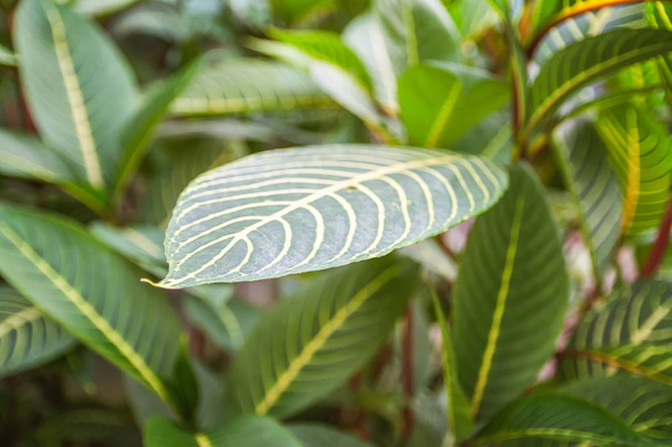 Tropical leaves natural background. Exotic plants. Summer nature details. - Photo, image