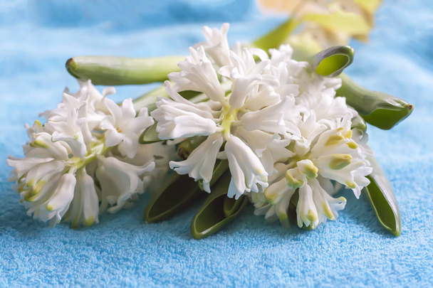 Fleurs de jacinthe blanches printanières fleurissant au printemps. - Photo, image