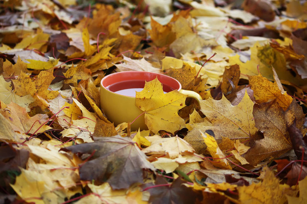 Tee und Herbstblätter - Foto, Bild