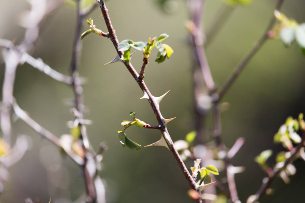 thorns on the branches of a plant - 写真・画像