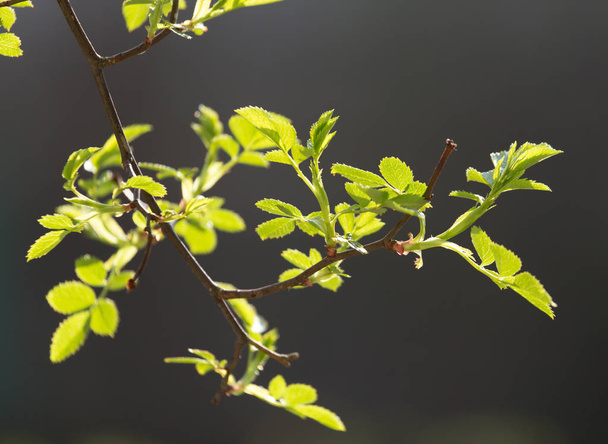 small leaves on a raspberry - Valokuva, kuva