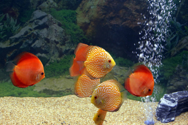 Красивая разноцветная, в основном красная, дисковая рыба в акватории.
 - Фото, изображение