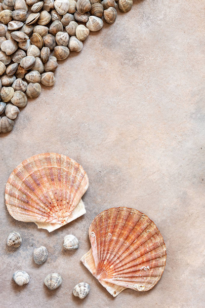 Fresh raw Surf clam chamelea gallina and  scallop shells. Top view, close up on sand concrete background - Fotó, kép