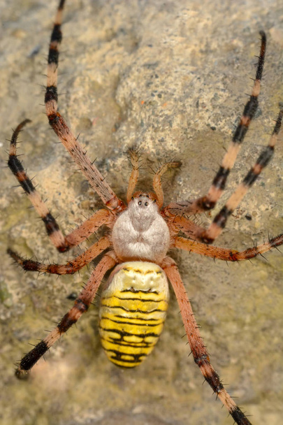 Hermosa araña en una tela de araña Stock Image
   - Foto, imagen