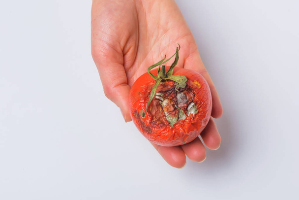 Rotte tomaten in de hand. Schimmel op groenten. Rotte product. Bedorven voedsel. Verrot fruit. Een tomaat met schimmel in iemands hand. Schimmel schimmel. Gebroken het oppervlak van de tomaat. Een product dat is aangetast door de schimmel. - Foto, afbeelding