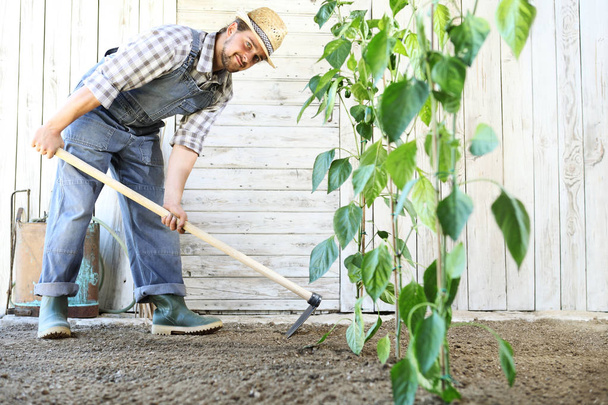 homem que trabalha na horta com a enxada, perto de plantas verdes
 - Foto, Imagem