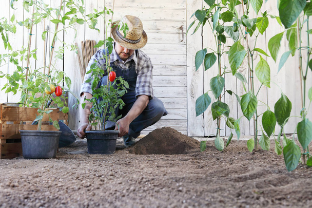homme plante des tomates des pots dans le sol du potager, travaille à cultiver et à produire plus, image avec espace de copie
 - Photo, image