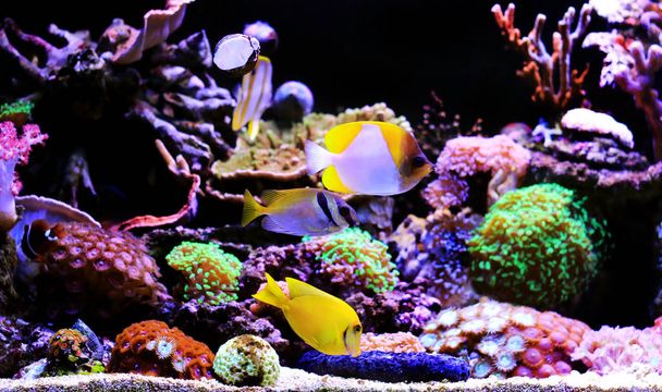 塩水夢サンゴ水槽で熱帯魚 - 写真・画像