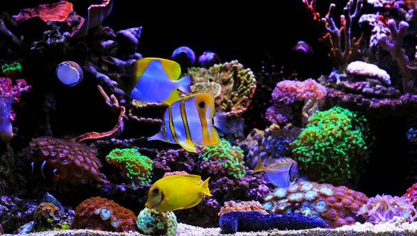 Tropical fishes in saltwater dream coral aquarium tank - Photo, Image