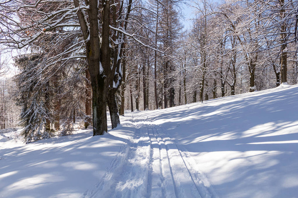 zimní silnice vedoucí mezi zamrzlé stromy - Fotografie, Obrázek
