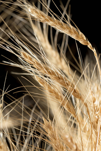 ears of wheat on a black background - Photo, Image
