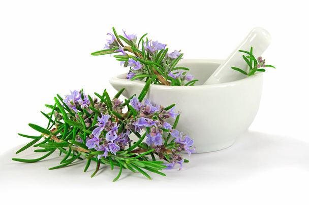 Rosemary for Kitchen or Healing - Photo, Image