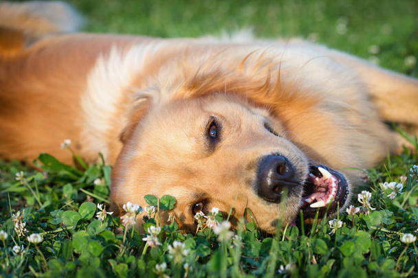 Portret młodego psa bawiącego się na łące - Zdjęcie, obraz