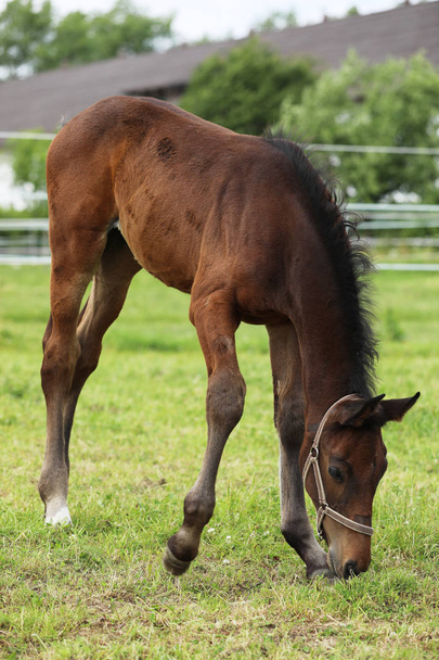 Young foal on pasture eating grass - Photo, image