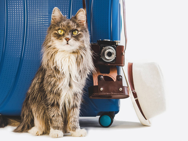 Charming fluffy kitten, stylish suitcase, vintage camera and sun hat on white, isolated background. Close-up. Preparing for the summer trip - Valokuva, kuva