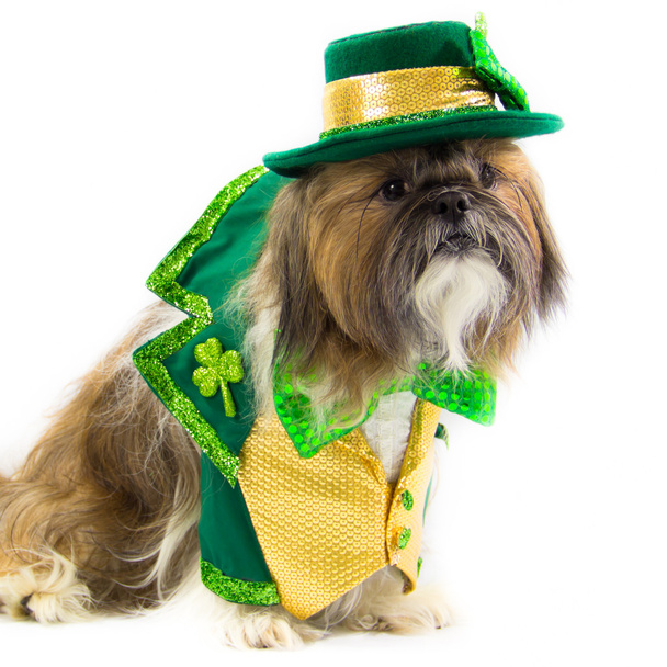 Shih Tzu gekleed voor St. Patrick's Day - Foto, afbeelding