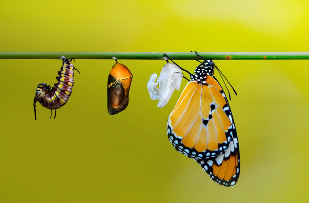 Amazing moment ,Monarch butterfly emerging from its chrysalis - Photo, Image