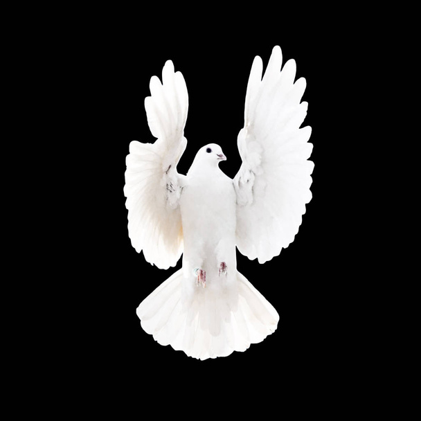 белый голубь на черном фоне - Фото, изображение