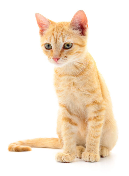 Small brown kitten isolated on white background. - 写真・画像